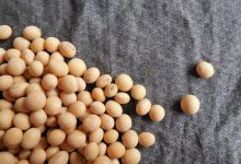 Photo of How to cook textured and whole soybeans? 3 simple recipes