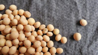 Photo of How to cook textured and whole soybeans? 3 simple recipes